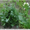 pi brassicae hostplant2 volg